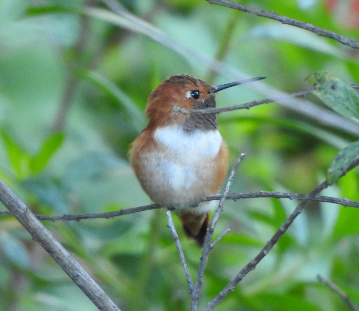 Rufous Hummingbird - ML625845813