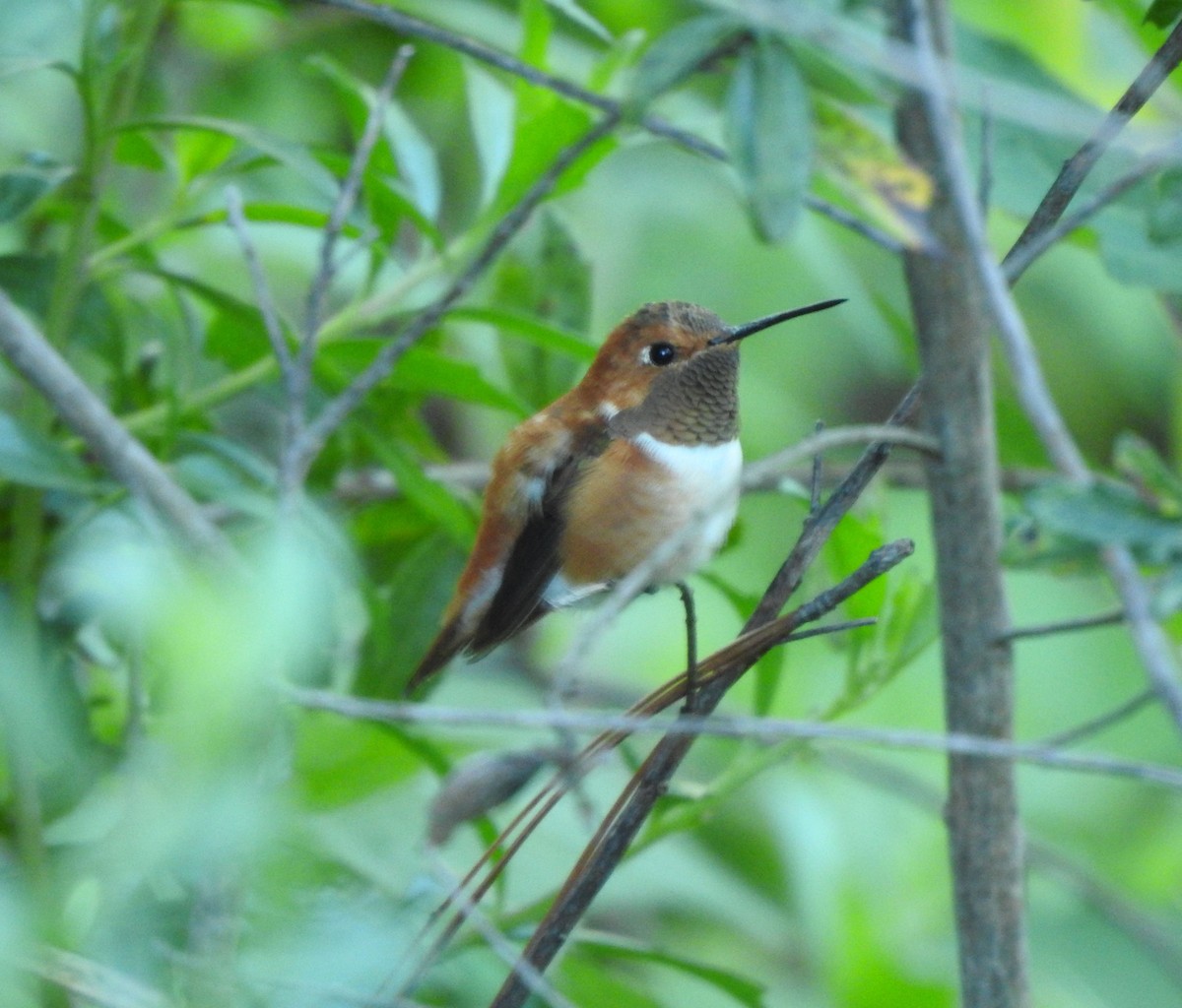 Rufous Hummingbird - ML625845814