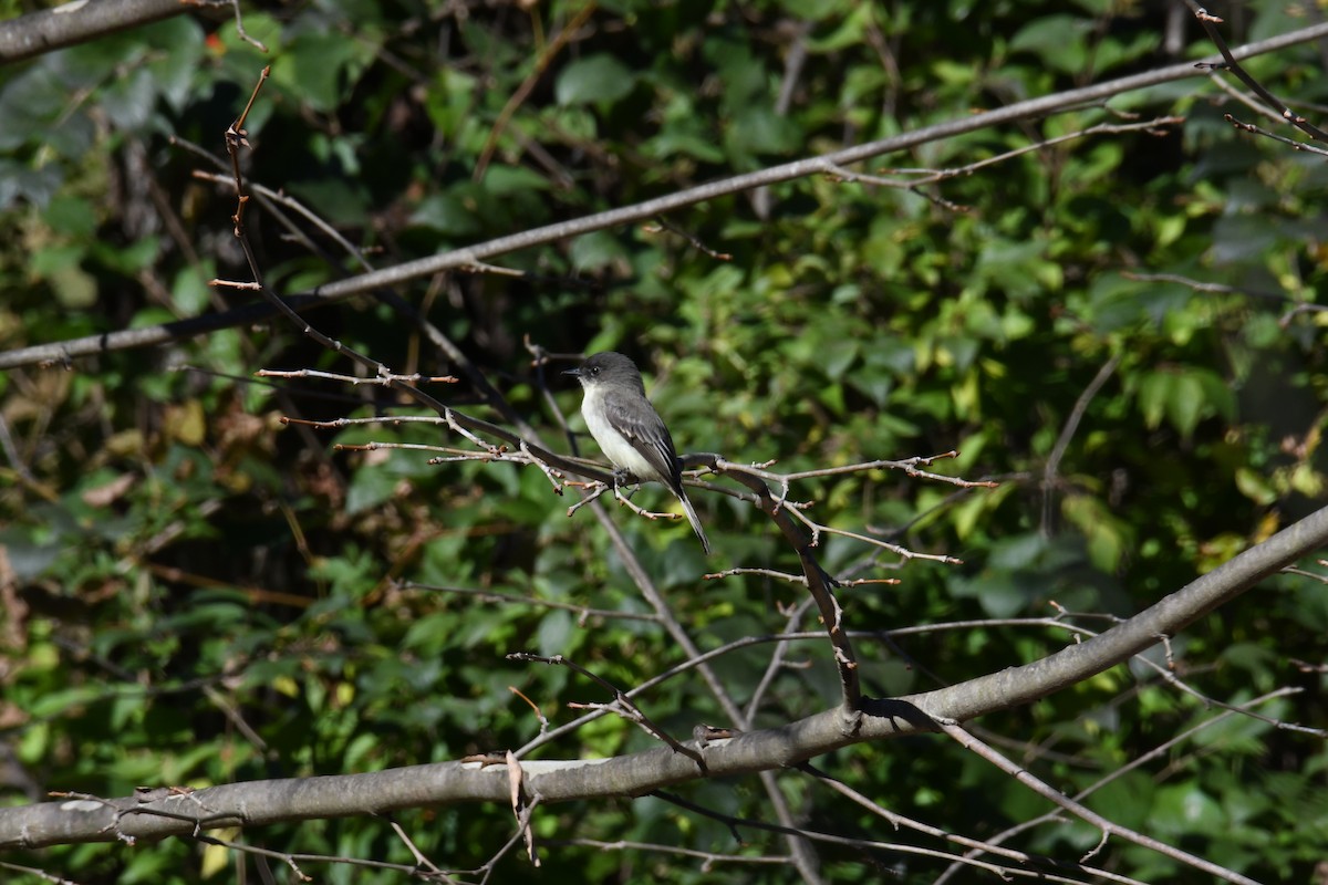 Eastern Phoebe - ML625845815