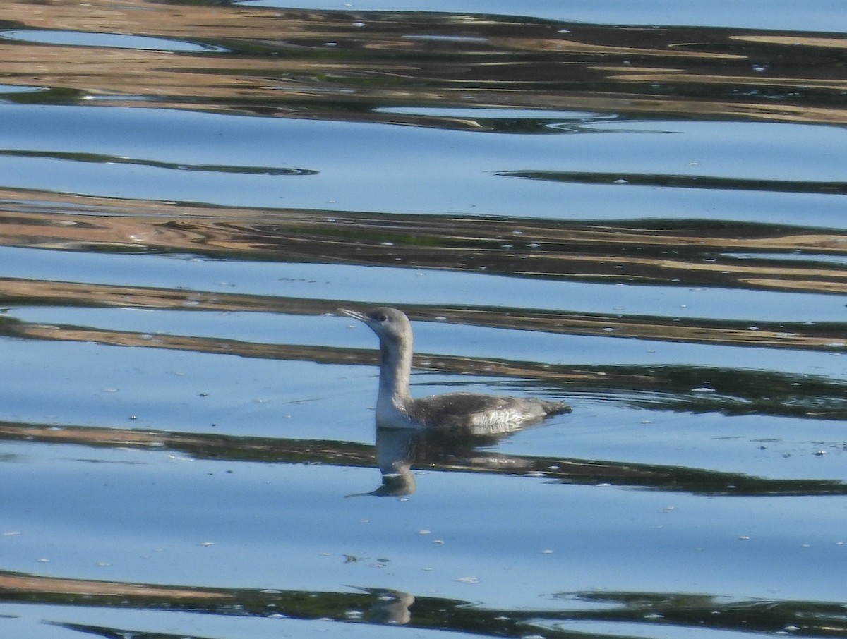 Red-throated Loon - ML625845816