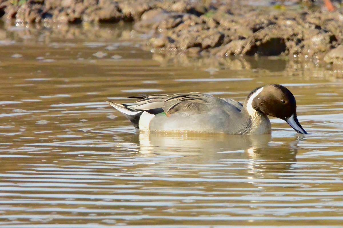 Northern Pintail - ML625845817