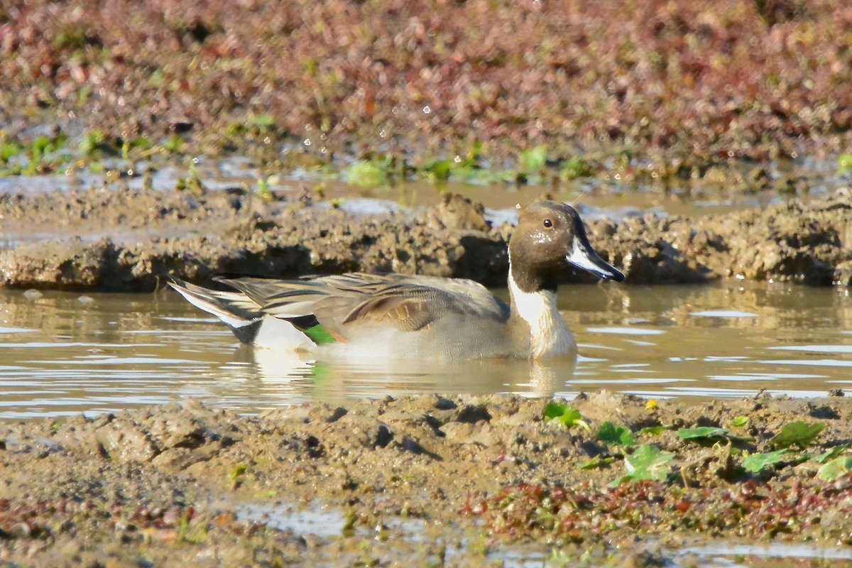 Northern Pintail - ML625845818