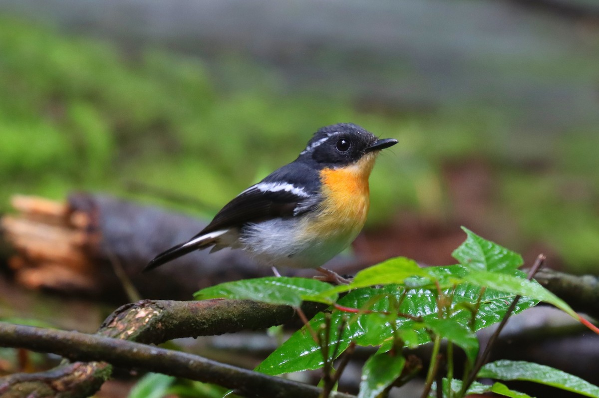 Rufous-chested Flycatcher - ML625845819