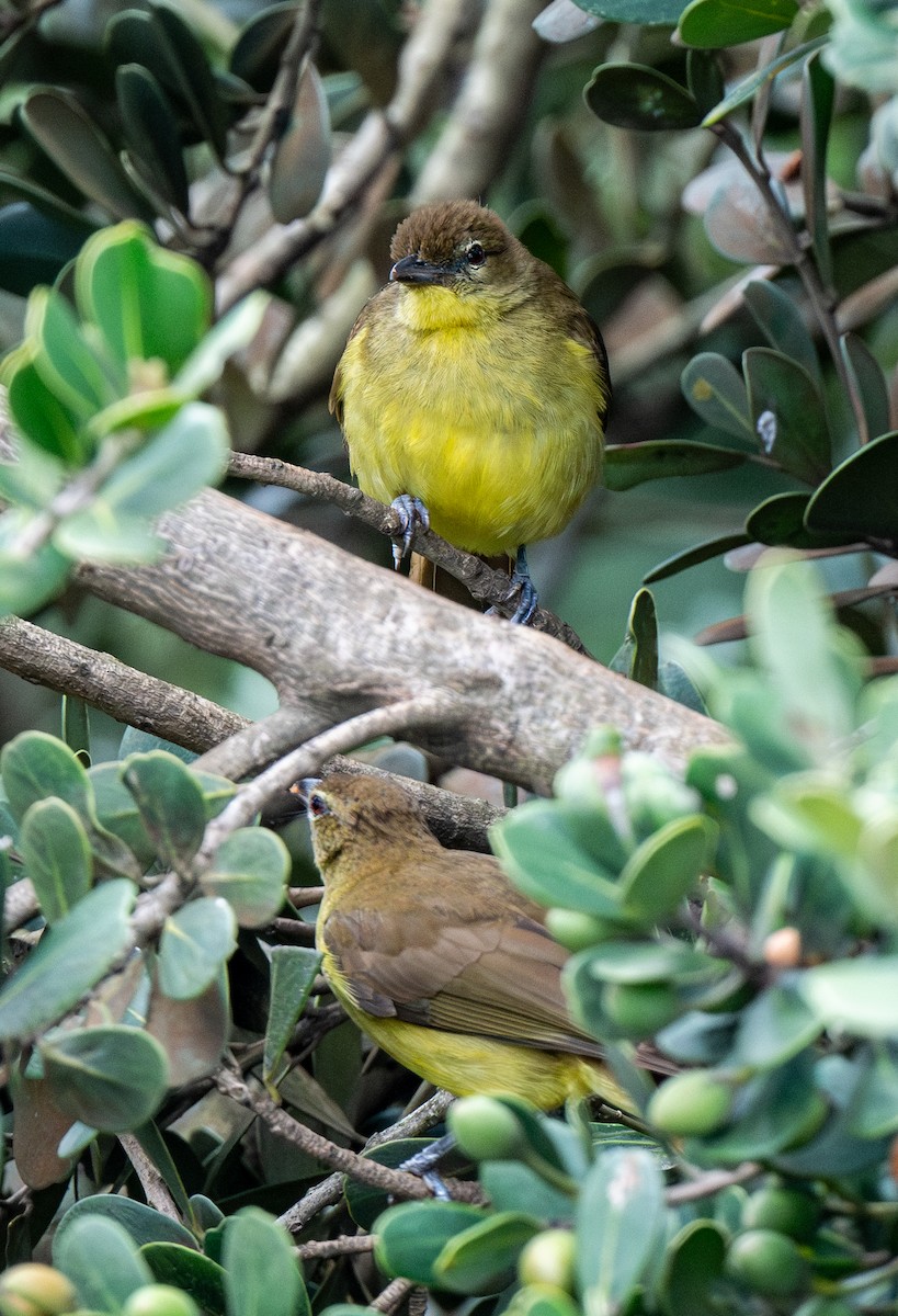 Yellow-bellied Greenbul - ML625845820