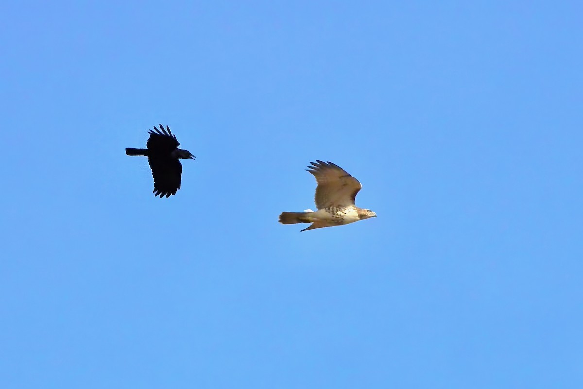 Red-tailed Hawk - ML625845825