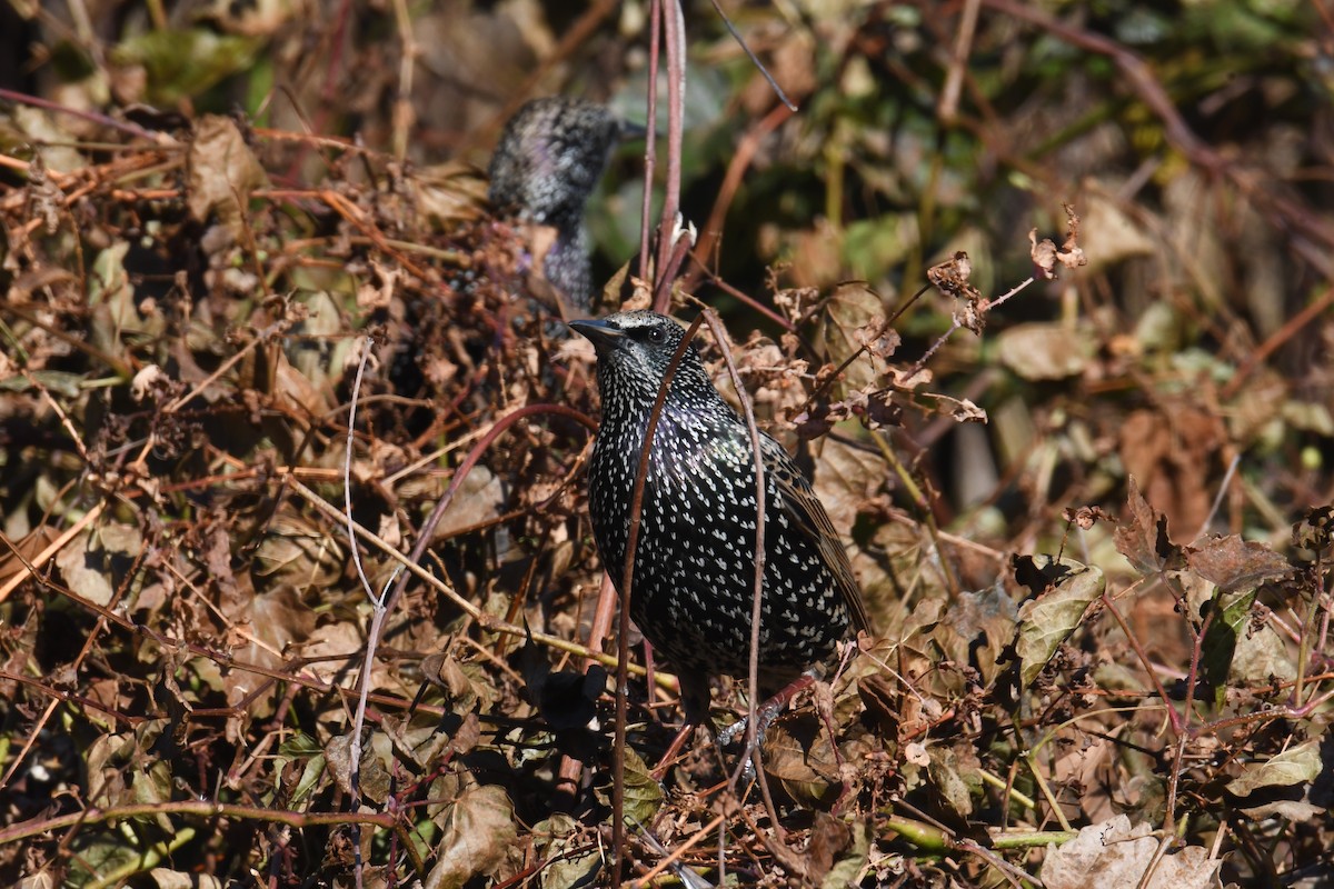 European Starling - ML625845826