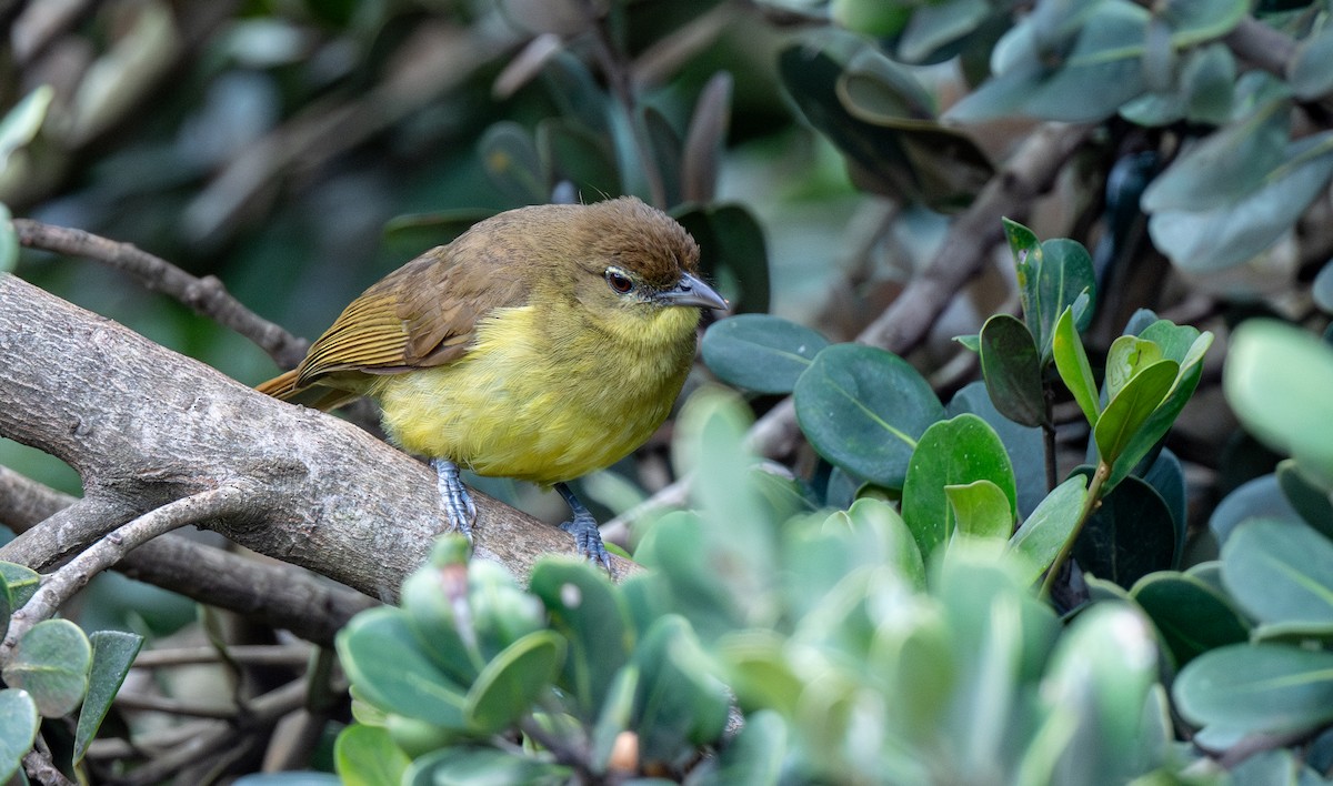 Yellow-bellied Greenbul - ML625845827