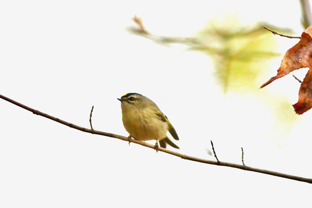 Golden-crowned Kinglet - ML625845833