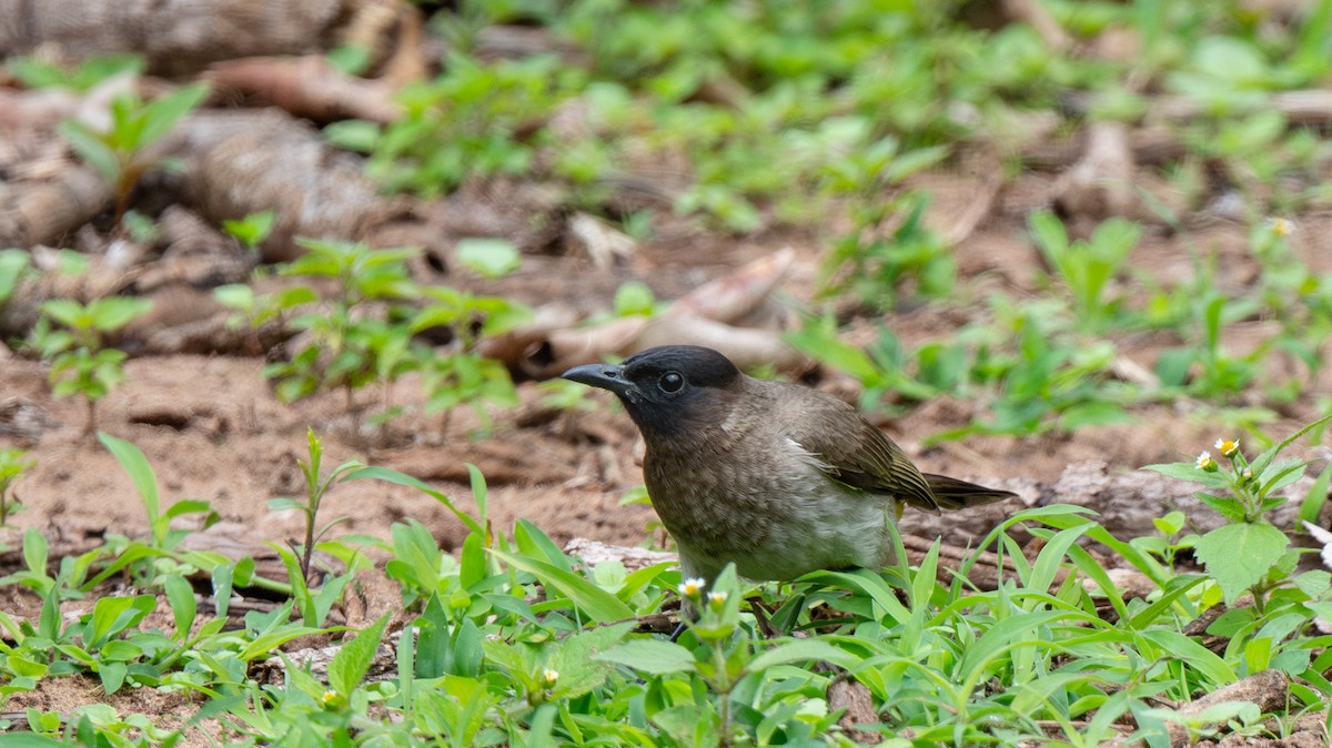 Common Bulbul - ML625845837