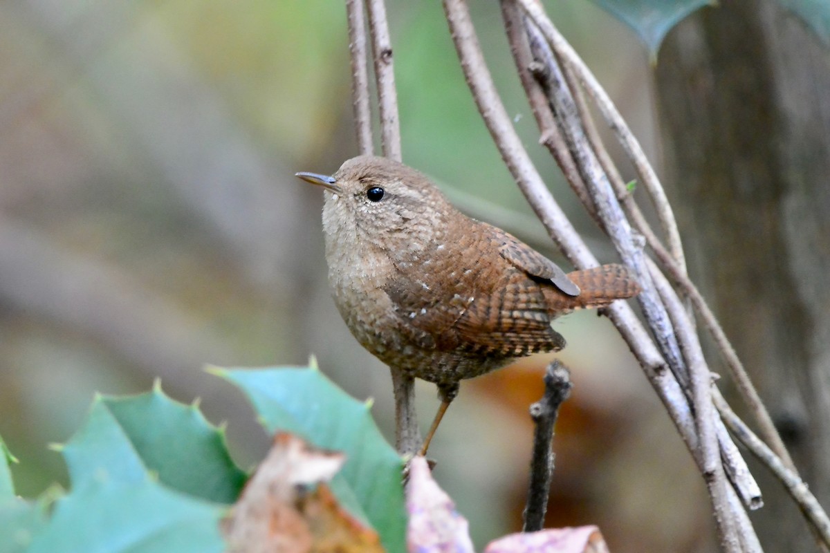 Winter Wren - ML625845838