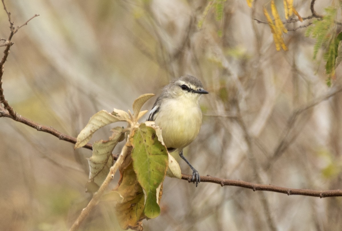 Bahia Wagtail-Tyrant - ML625845869