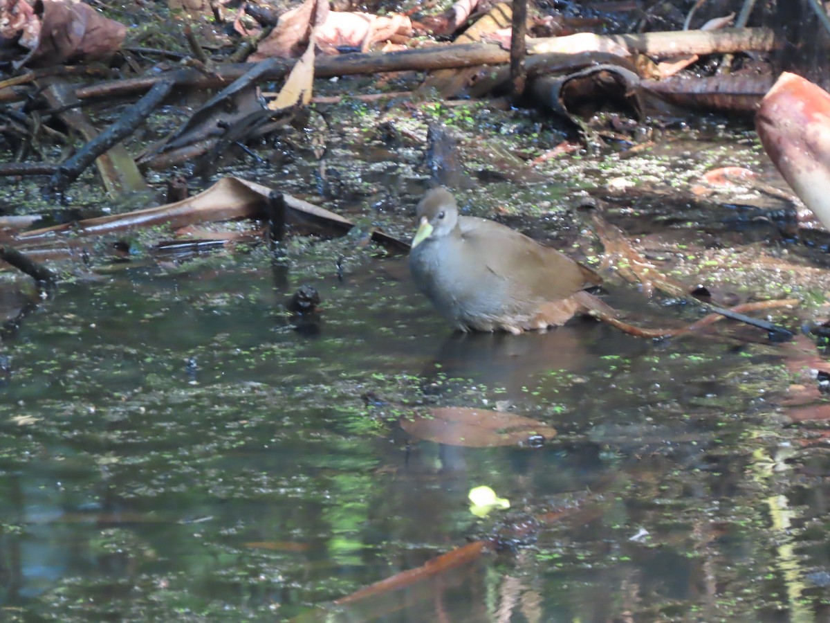 Pale-vented Bush-hen - ML625846063