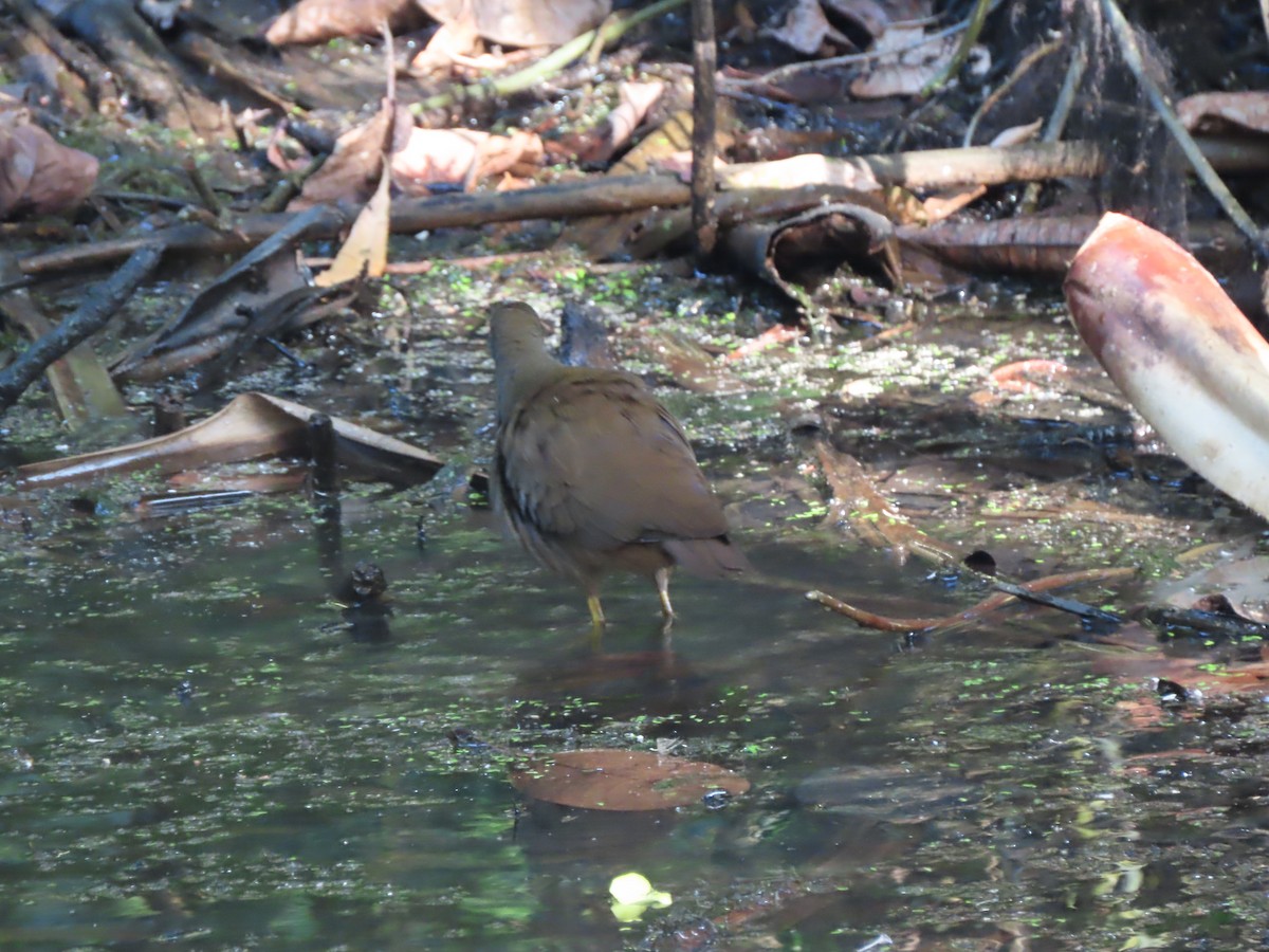 Pale-vented Bush-hen - ML625846065