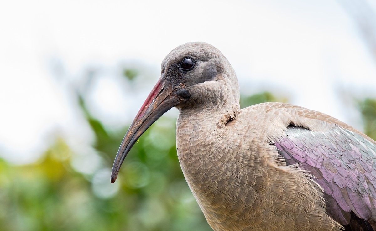 Hadada Ibis - ML625846075