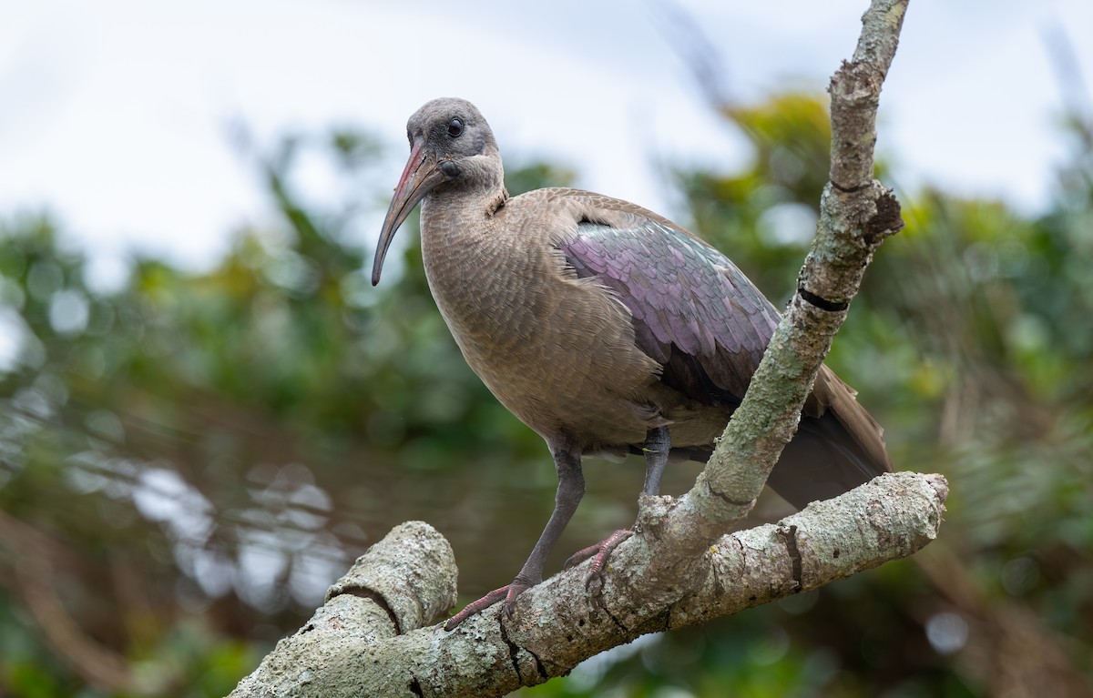 Hadada Ibis - ML625846076