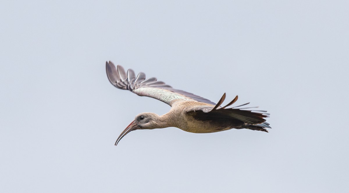 Hadada Ibis - ML625846096