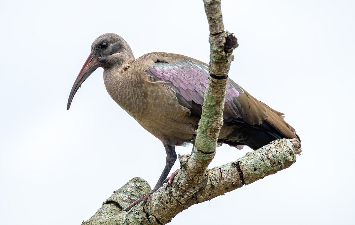 Hadada Ibis - ML625846099