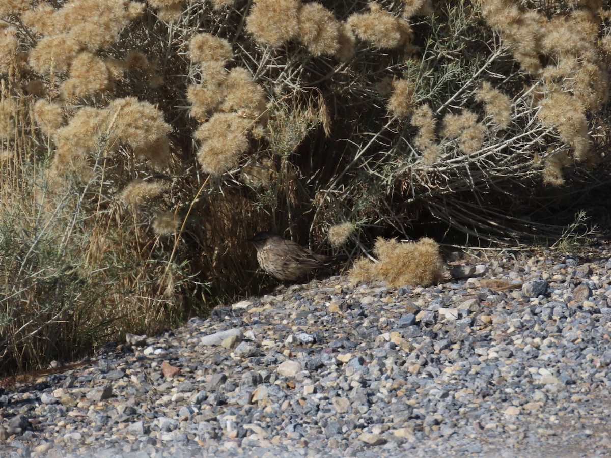 Cuitlacoche de las Artemisas - ML625846208