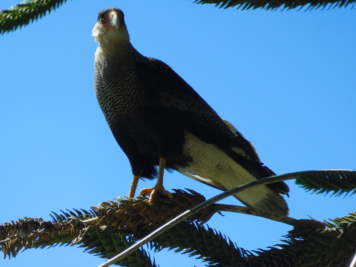 Crested Caracara - ML625846215