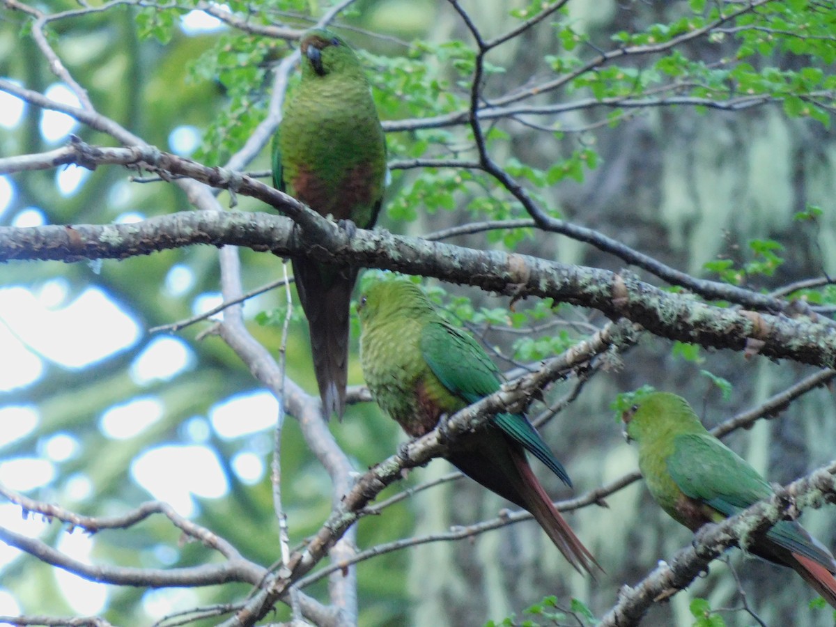 Austral Parakeet - ML625846235