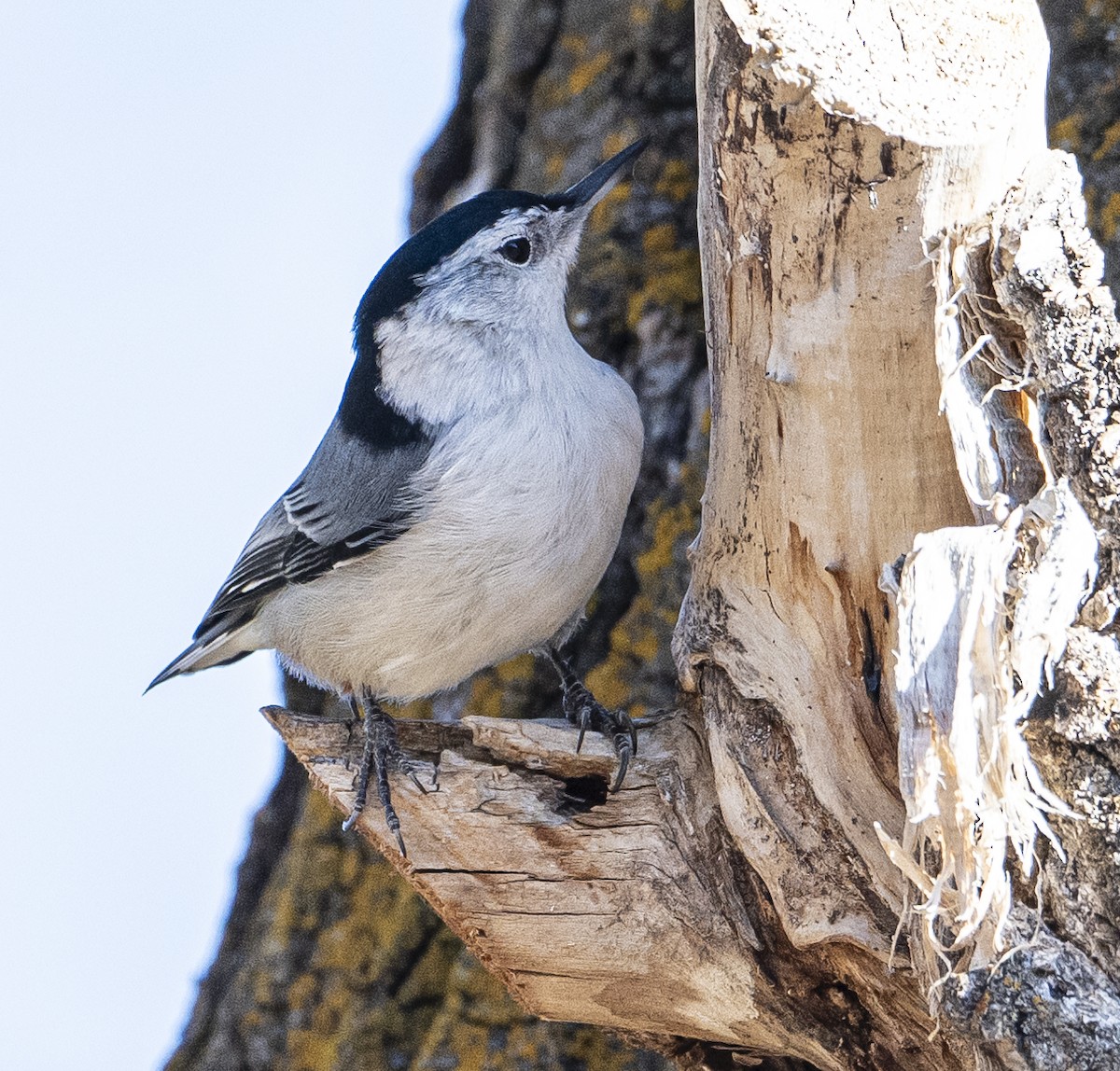 White-breasted Nuthatch - ML625846240