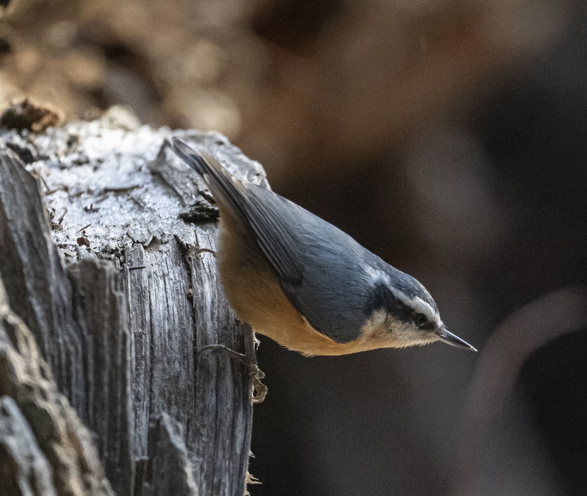 Red-breasted Nuthatch - ML625846246