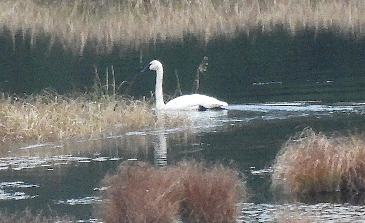 Trumpeter Swan - ML625846255