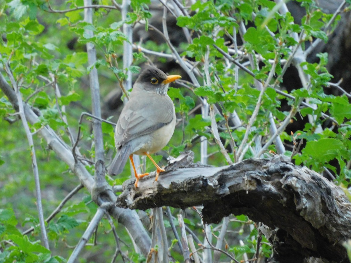 Austral Thrush - ML625846263