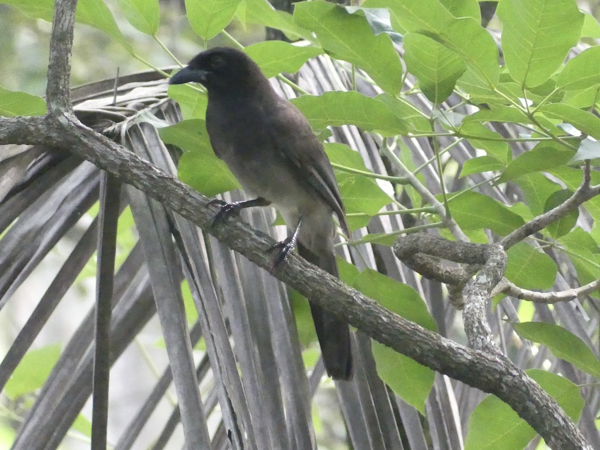 Brown Jay - ML625846365