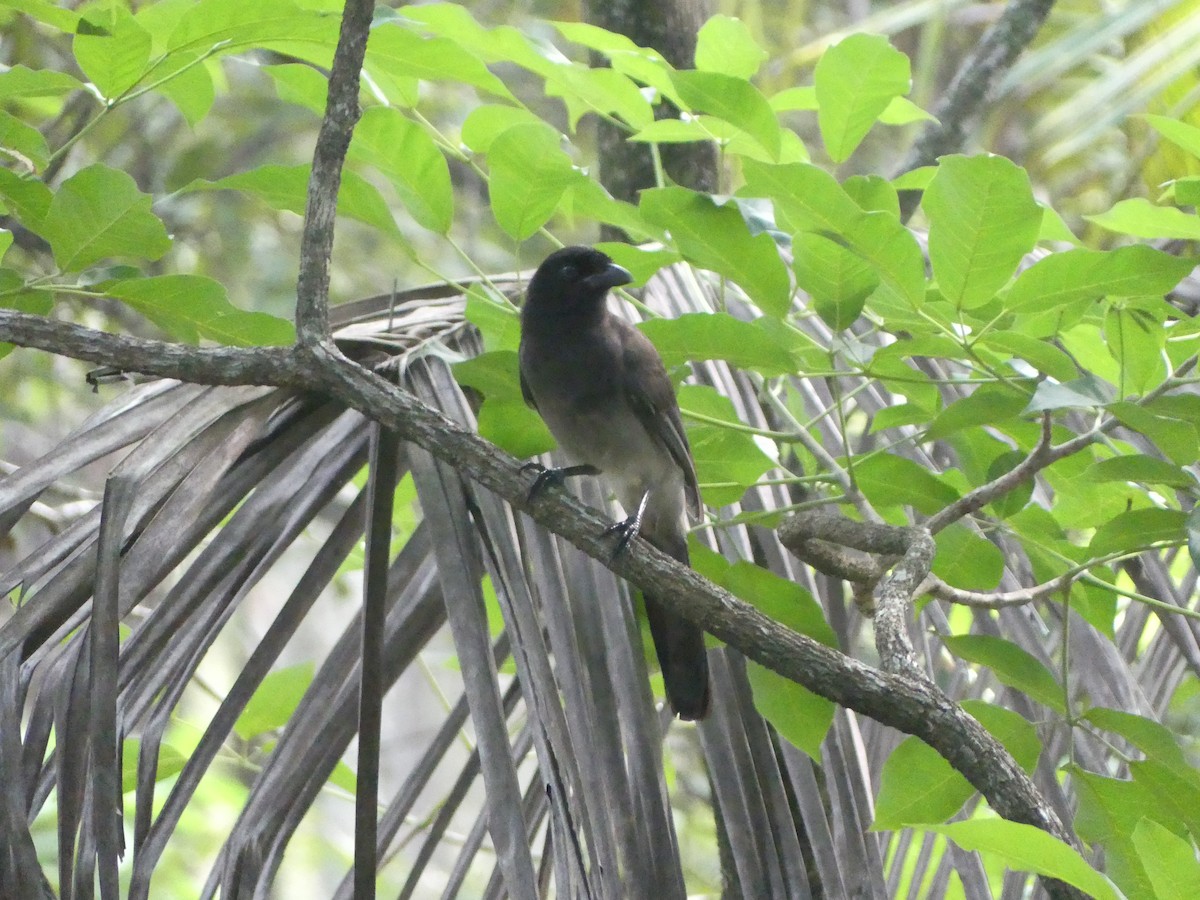 Brown Jay - ML625846366