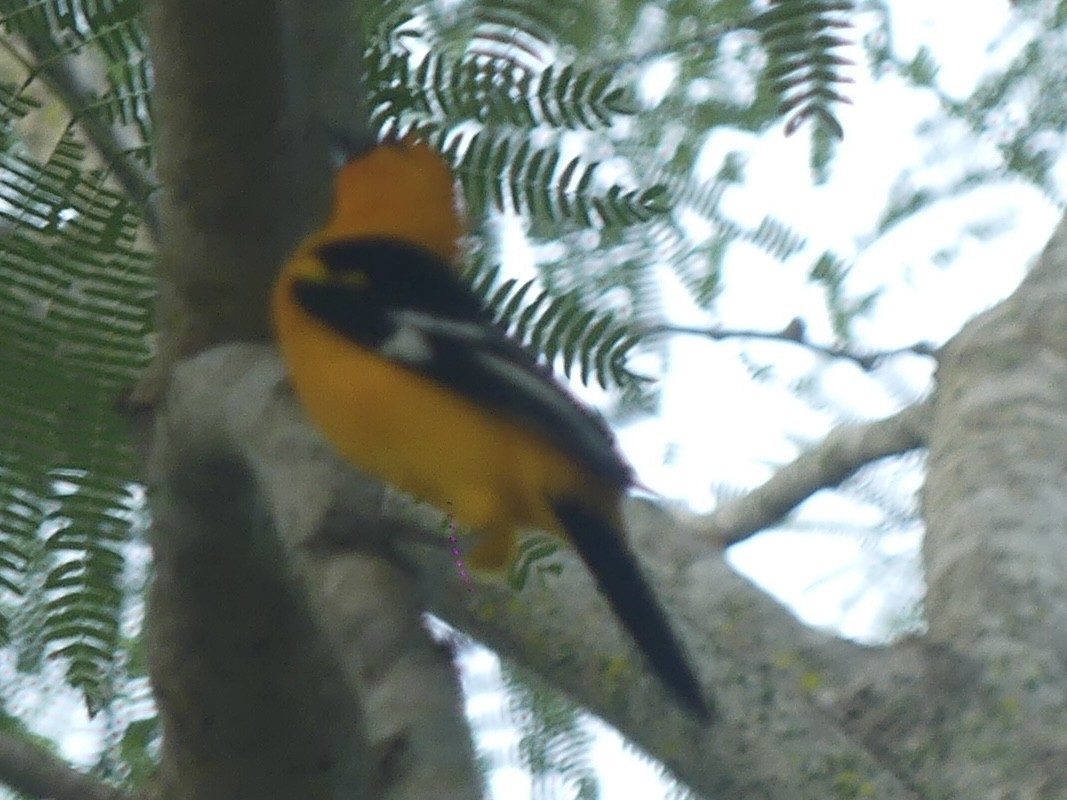 Altamira Oriole - ML625846374