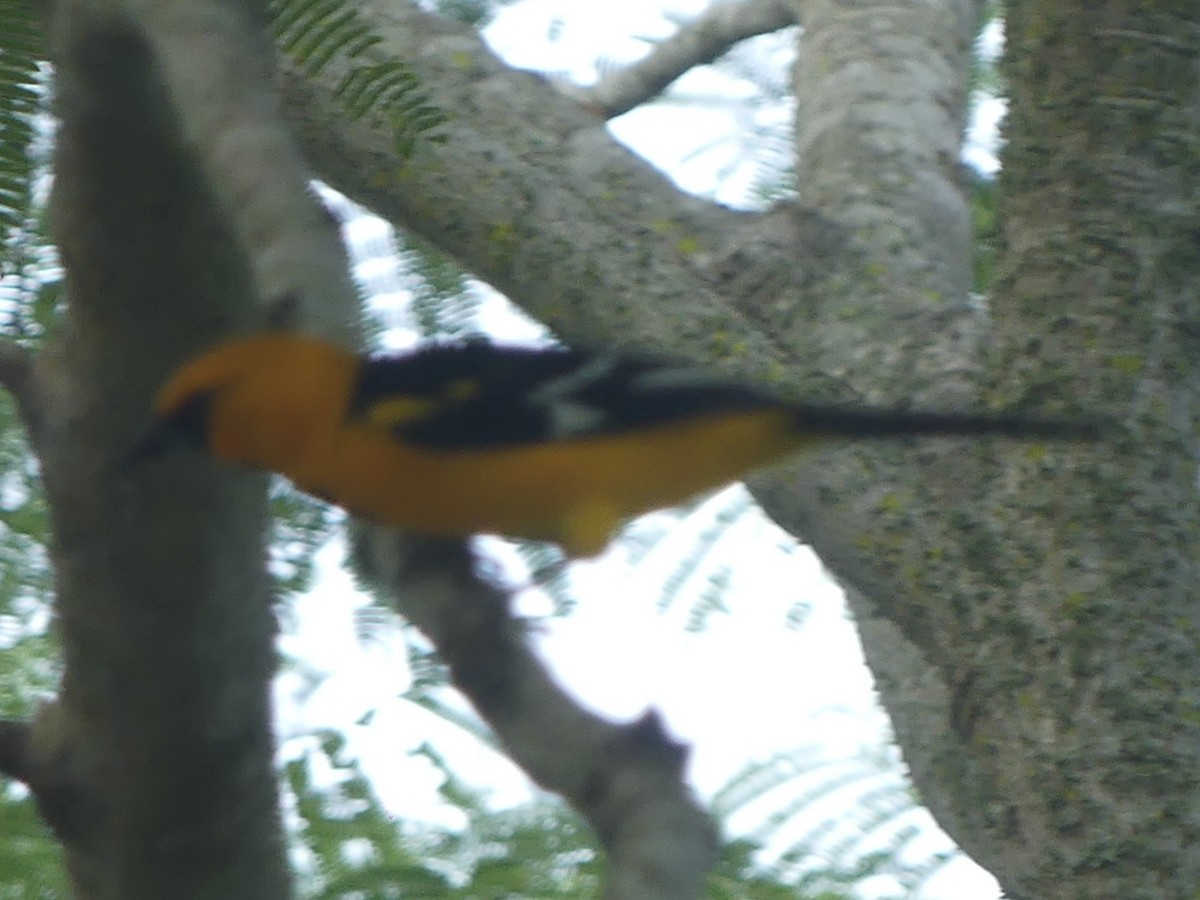 Altamira Oriole - ML625846375