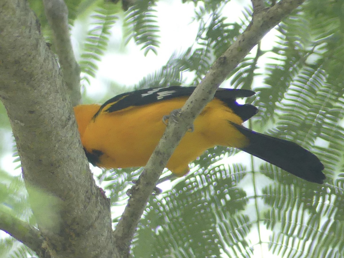 Altamira Oriole - ML625846376