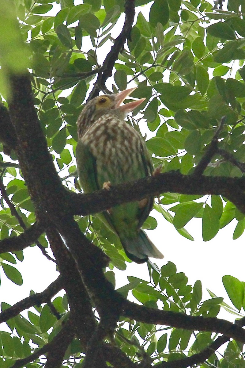 Lineated Barbet - ML625846387