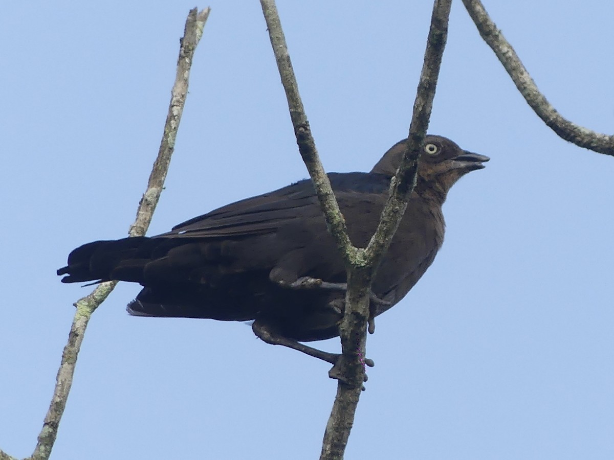 Brewer's Blackbird - ML625846388