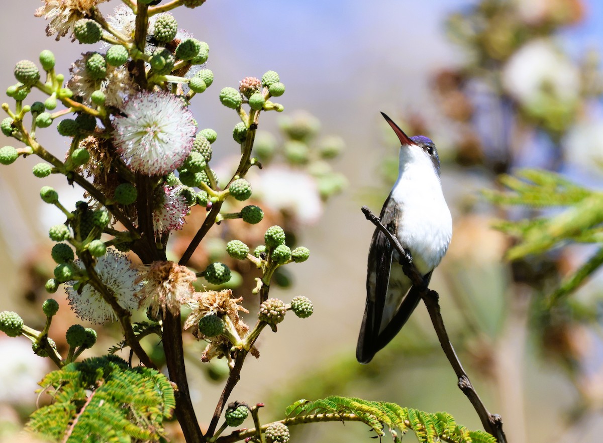 Violet-crowned Hummingbird - ML625846391