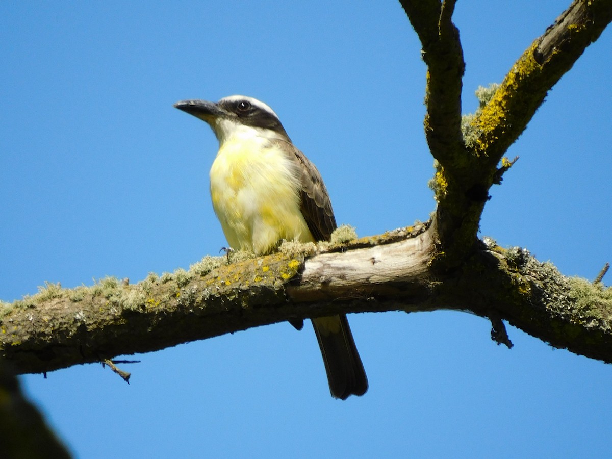 Boat-billed Flycatcher - ML625846408