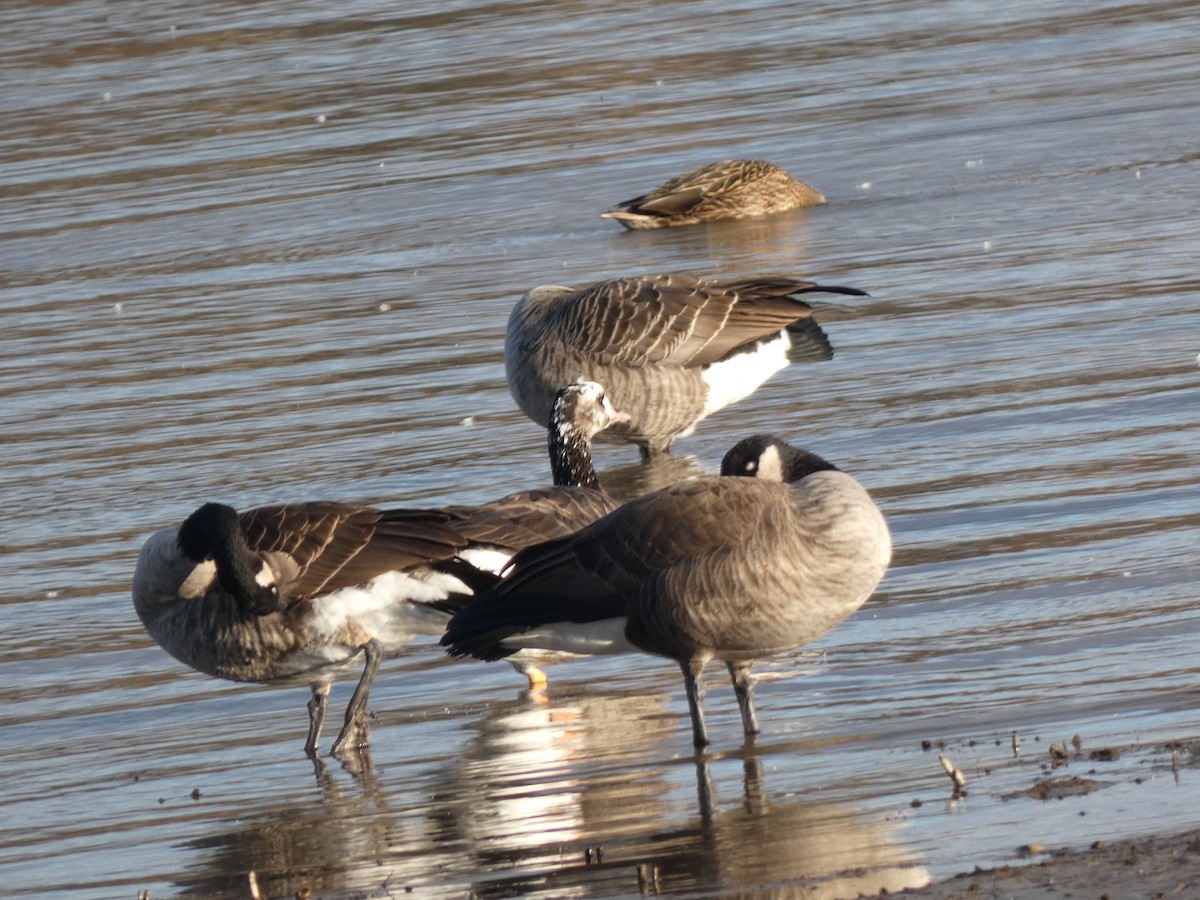 tamgås (domestisert Anser sp.) - ML625846462