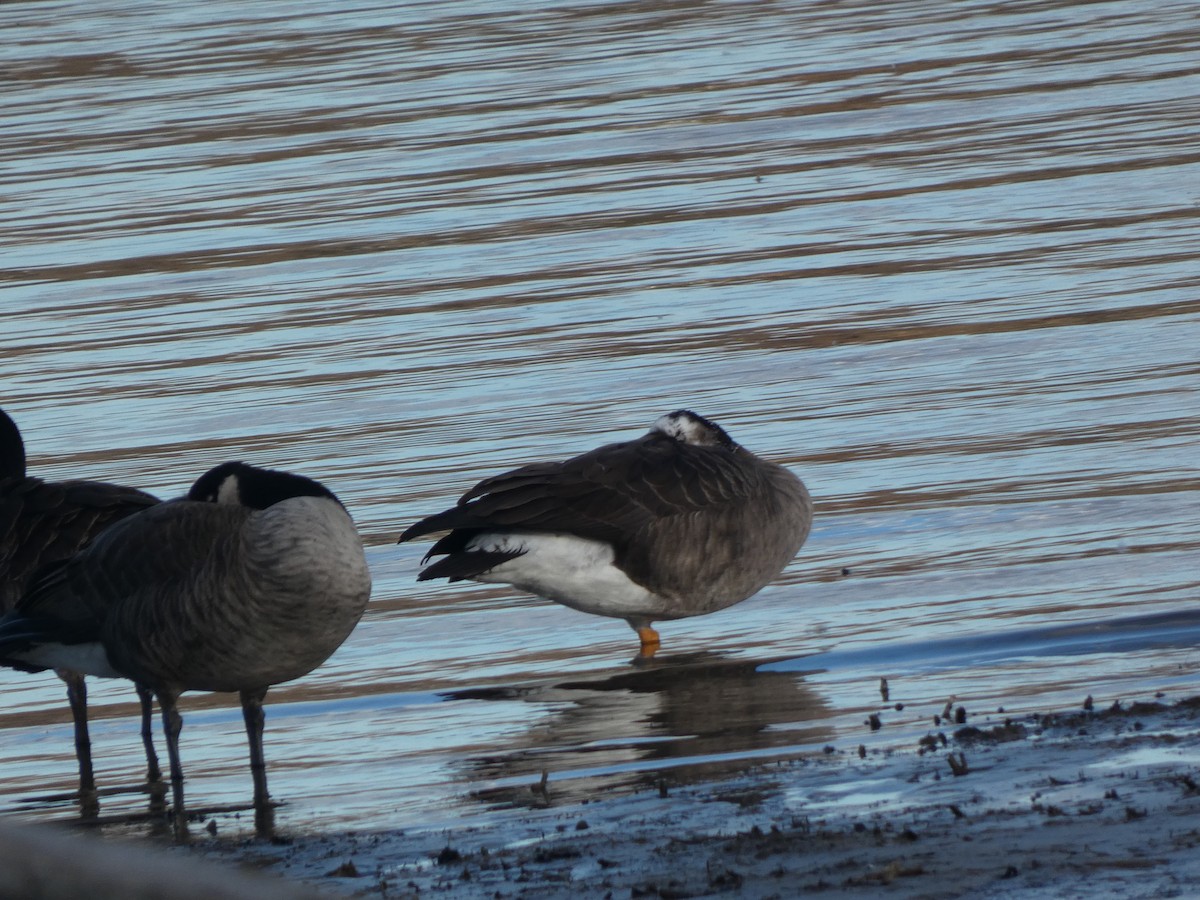 tamgås (domestisert Anser sp.) - ML625846468