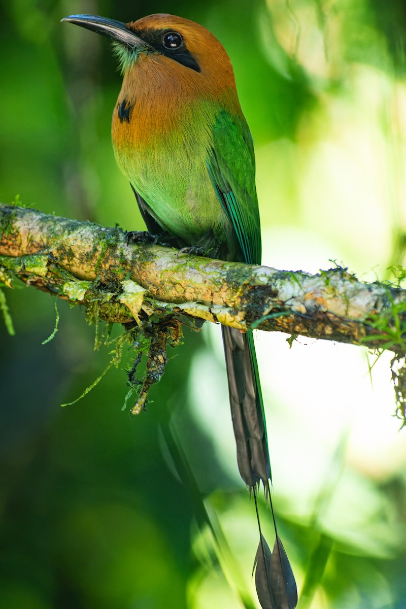 Plattschnabelmotmot - ML625846473