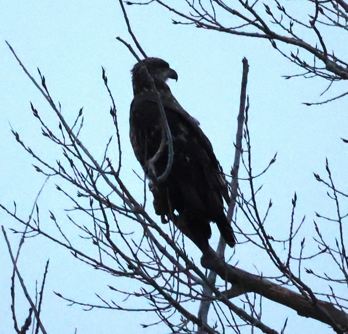 Weißkopf-Seeadler - ML625846530