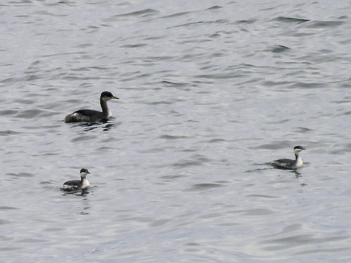 Red-necked Grebe - ML625846877