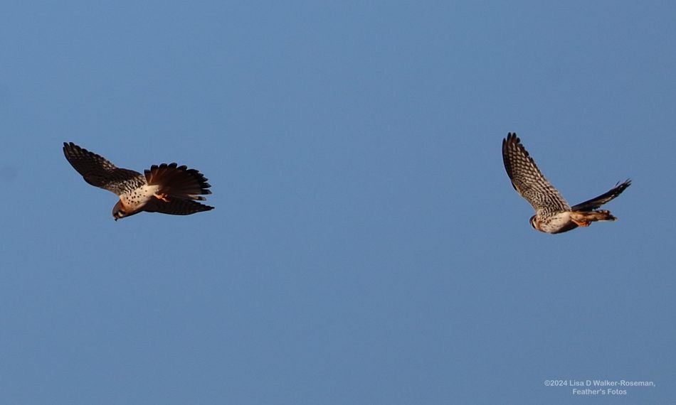 American Kestrel - ML625846936