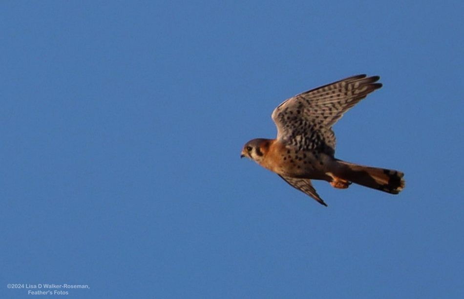 American Kestrel - ML625846937