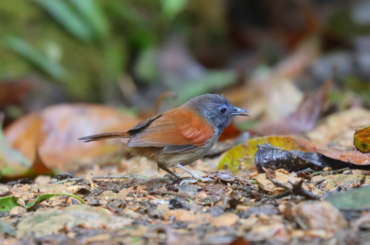 Gray-hooded Babbler - ML625846980