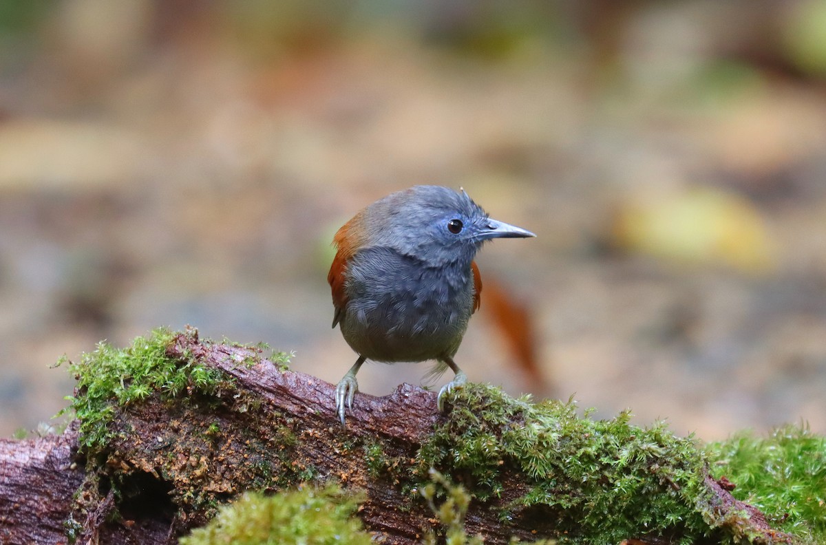 Gray-hooded Babbler - ML625846981