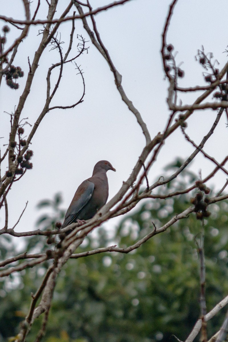 Red-billed Pigeon - ML625846984