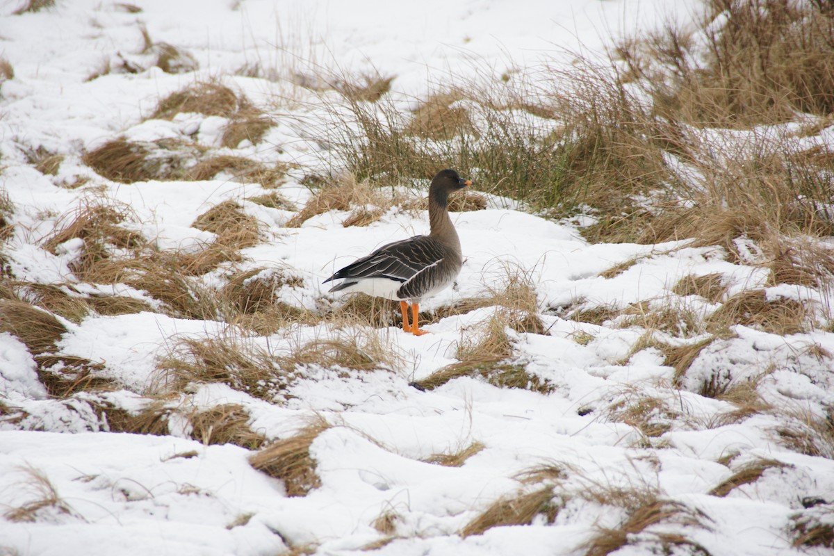 Tundra Bean-Goose - ML625847002