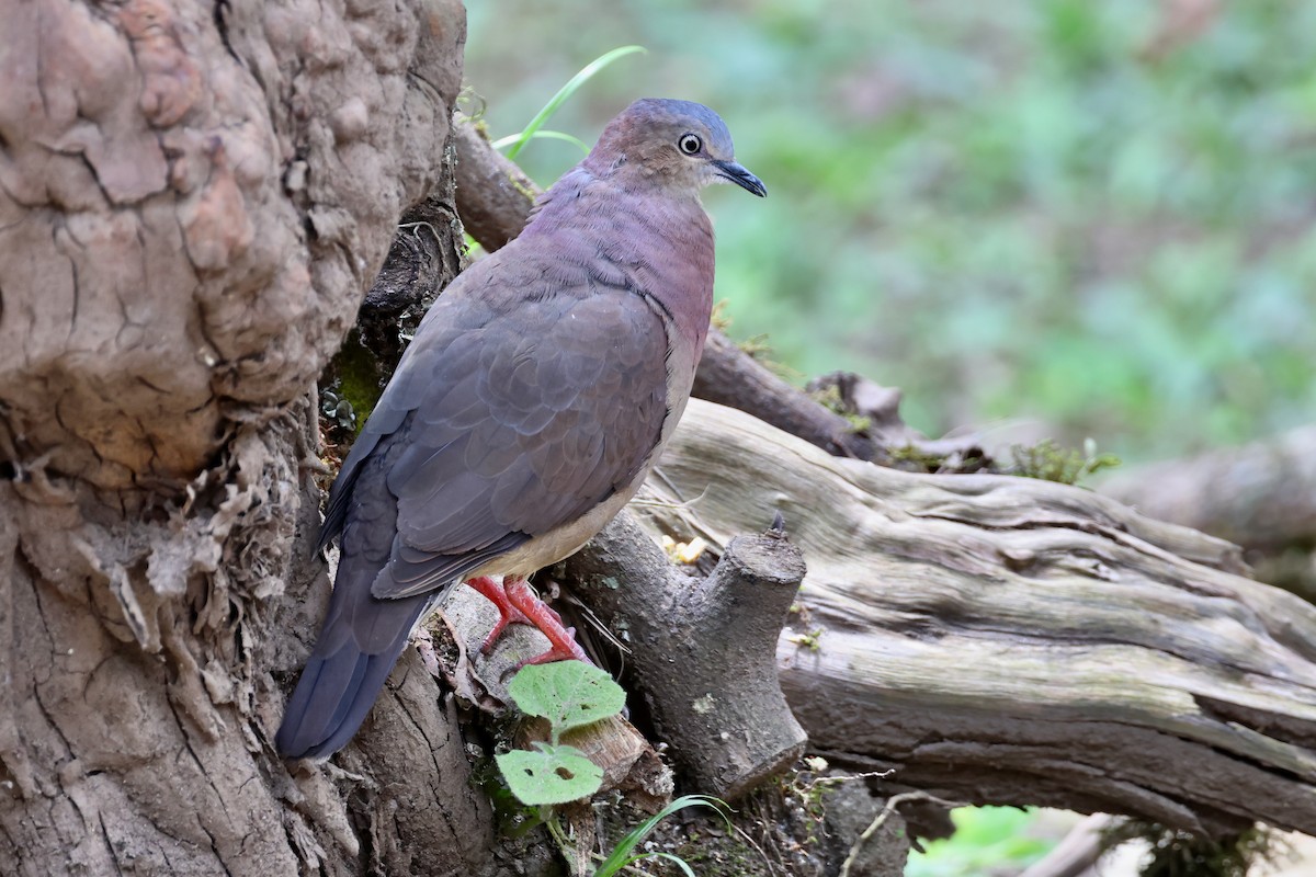 Tolima Dove - ML625847005