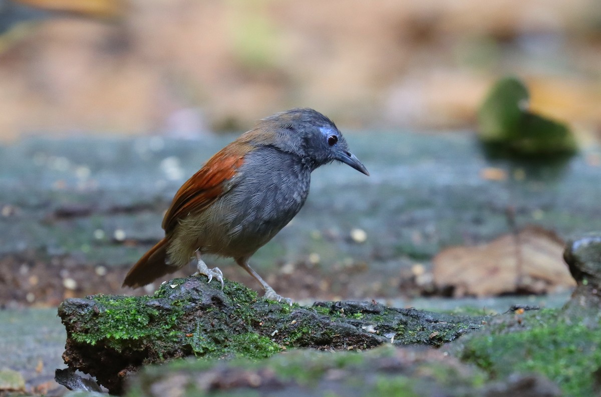 Gray-hooded Babbler - ML625847052